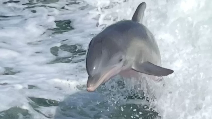 Dolphin-Watching Tour